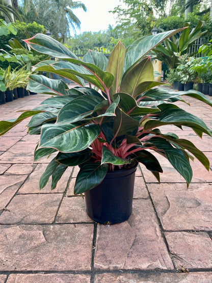 Aglaonema Princess Silver Queen, 10&quot; pot