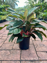 Load image into Gallery viewer, Aglaonema Princess Silver Queen, 10&quot; pot