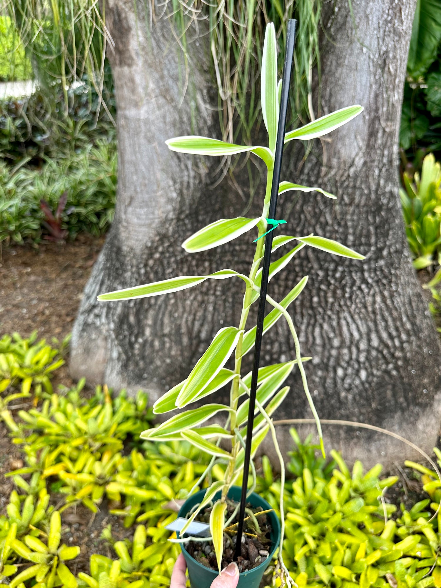 Arachnis Maggie Oei, 4” pot