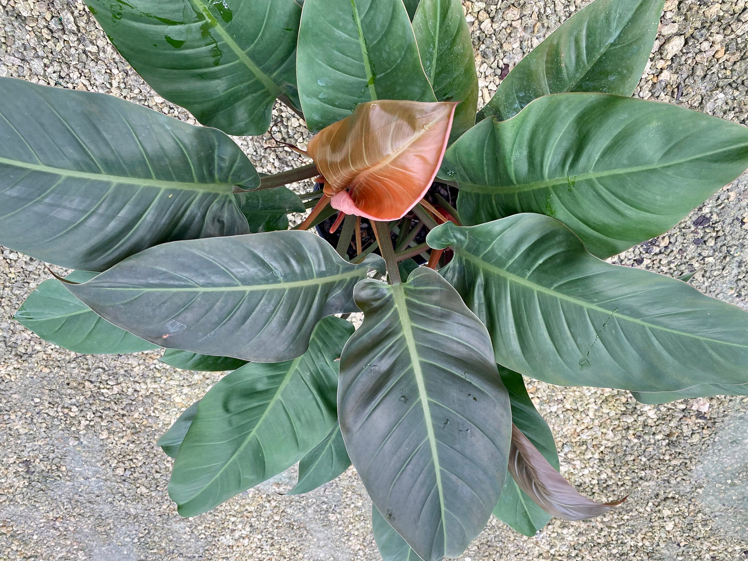Philodendron Imperial Red, 10” pot