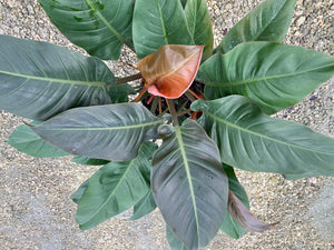 Philodendron Imperial Red, 10” pot