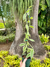 Load image into Gallery viewer, Albo-Variegated Vanilla, 4” pot