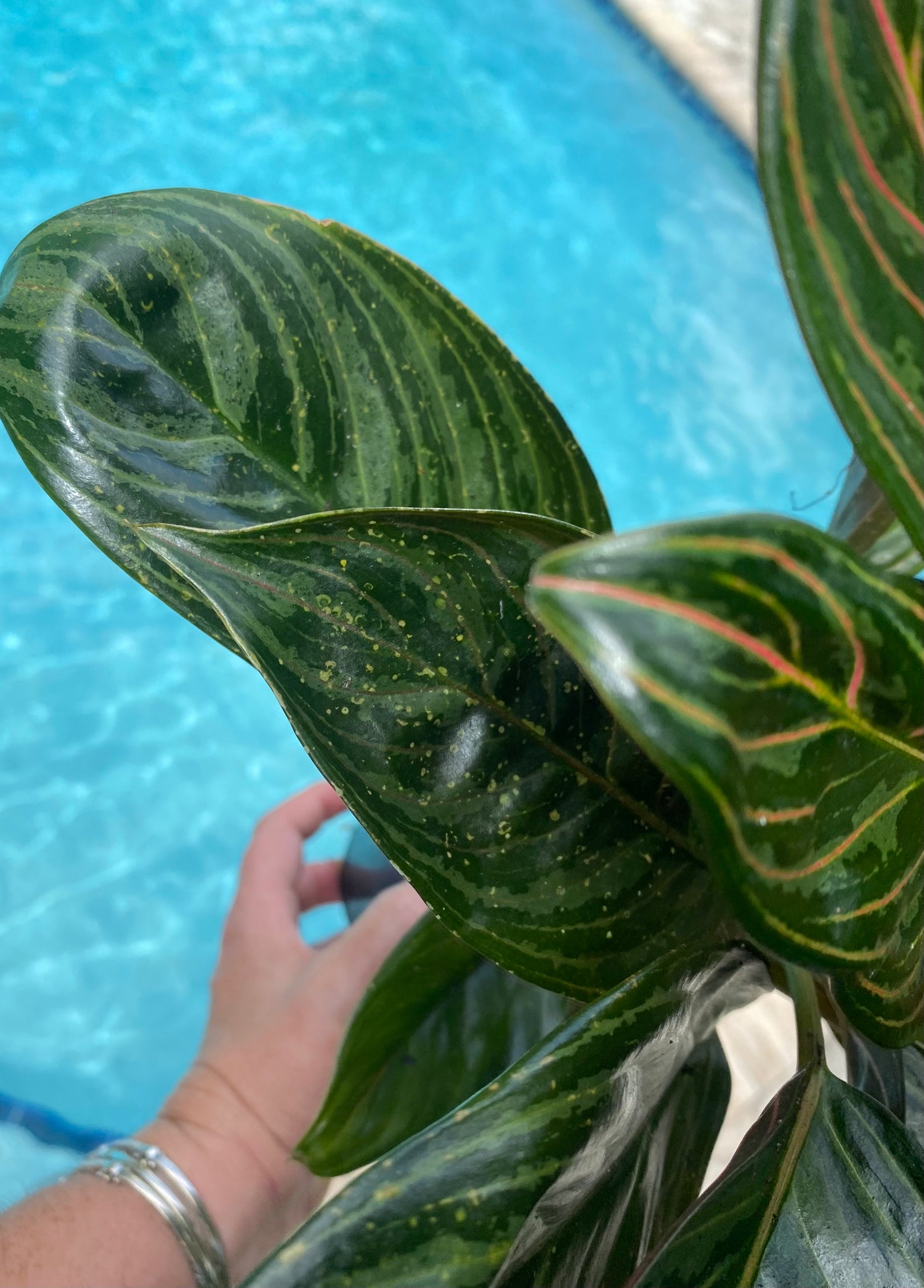 Aglaonema Chocolate, 5” pot