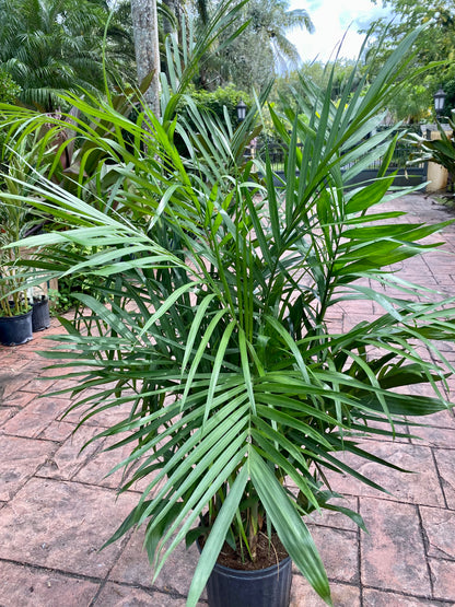 Bamboo palm, Chamaedorea seifrizii, 10” pot