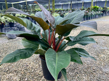 Load image into Gallery viewer, Philodendron Imperial Red, 10” pot