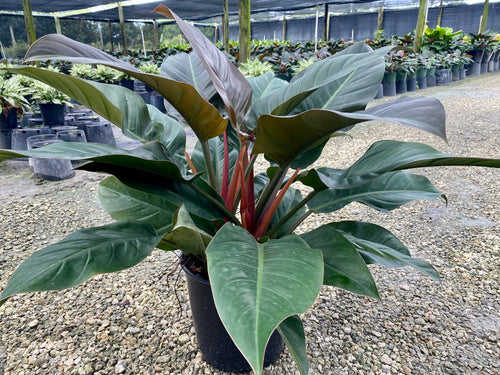 Philodendron Imperial Red, 10” pot