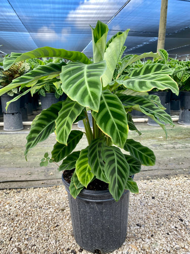 Calathea Zebrina, 8” pot