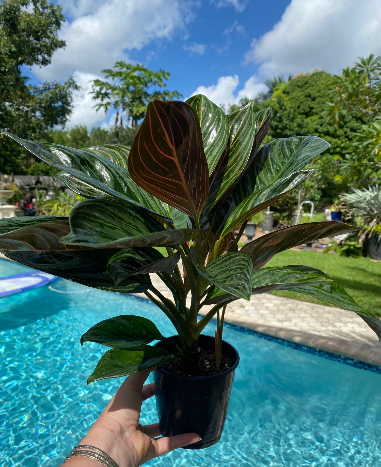 Aglaonema Chocolate, 5” pot