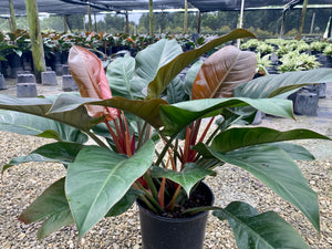 Philodendron Imperial Red, 10” pot