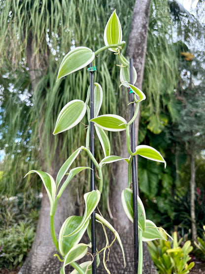 Albo-Variegated Vanilla, 4” pot