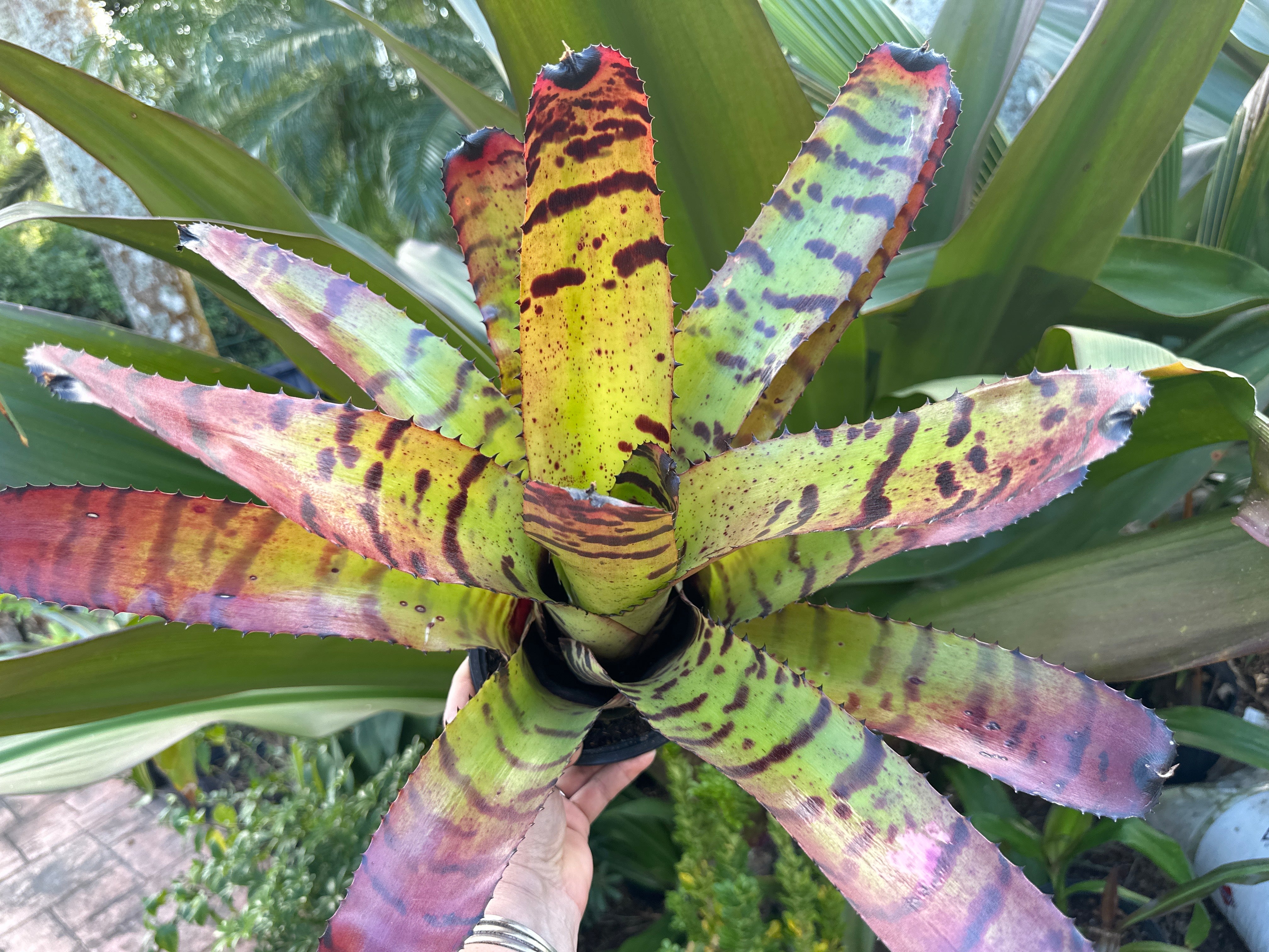 ブロメリア・エアープランツ Neoregelia Carcharodon Tiger Neoregelia carcharodon 'Tiger' – Tropiflora