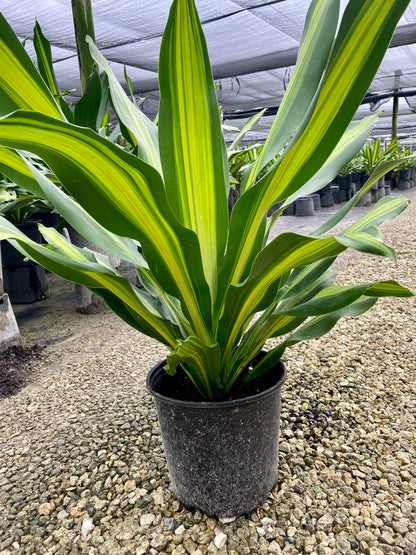 Dracaena Giganta, 10” pot
