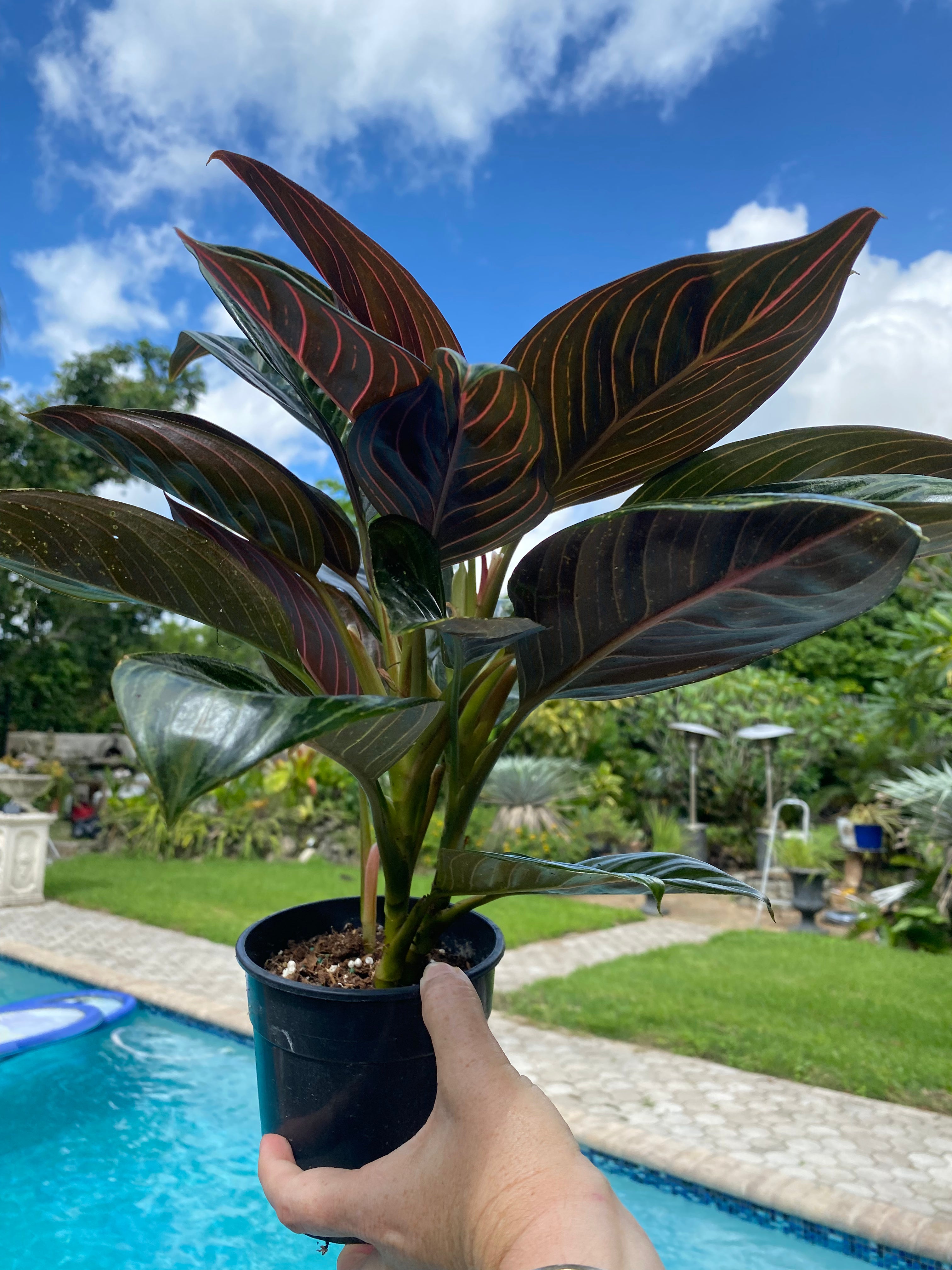Aglaonema Chocolate, 5” pot