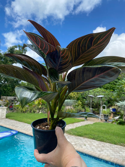 Aglaonema Chocolate, 5” pot