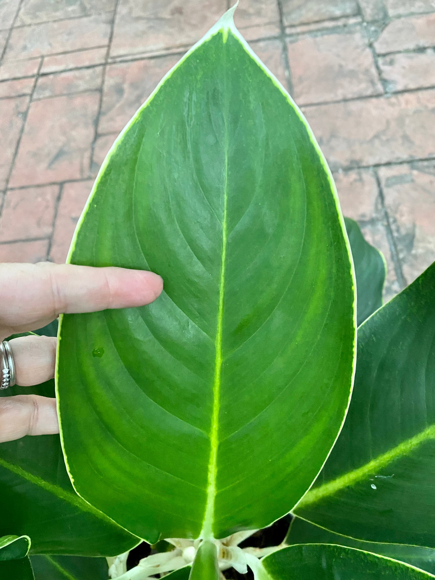 aglaonema white edge Aglaonema White Edge, 10" pot