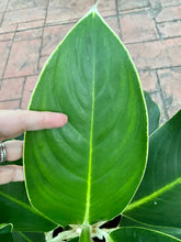 Load image into Gallery viewer, Aglaonema White Edge, 10&quot; pot