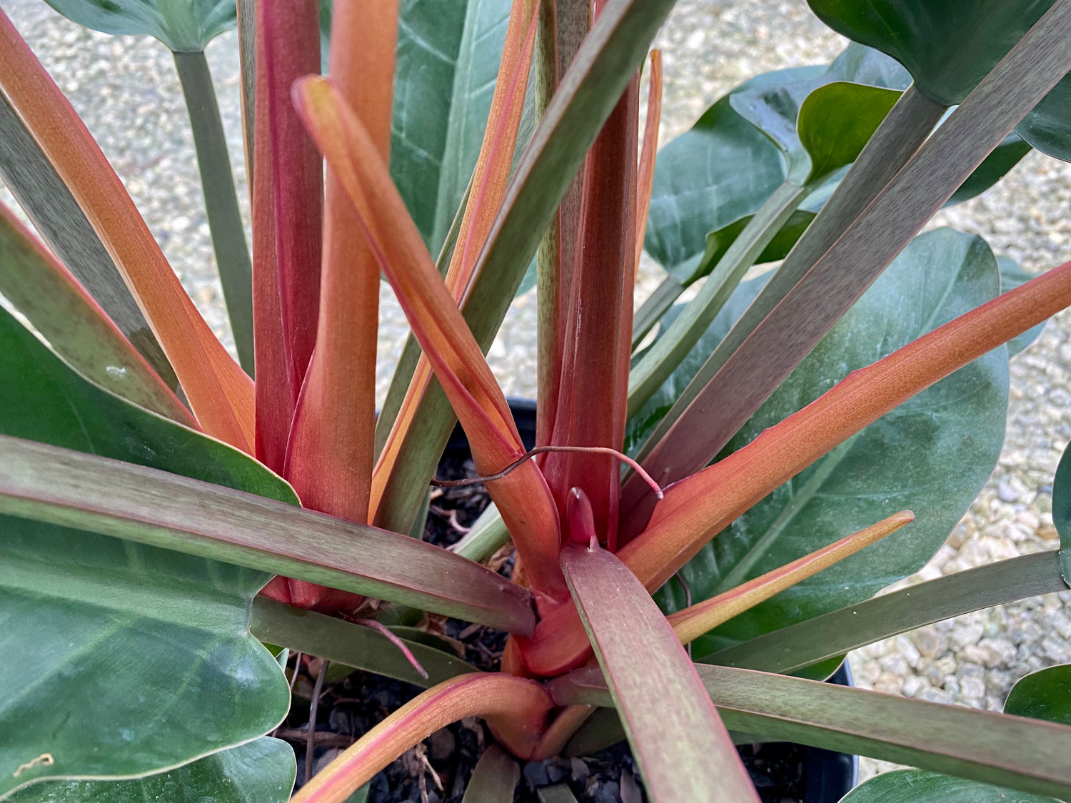 philodendron imperial red gondozása Philodendron Imperial Red, 10” pot
