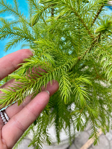 Norfolk Island Pine, 6” pot