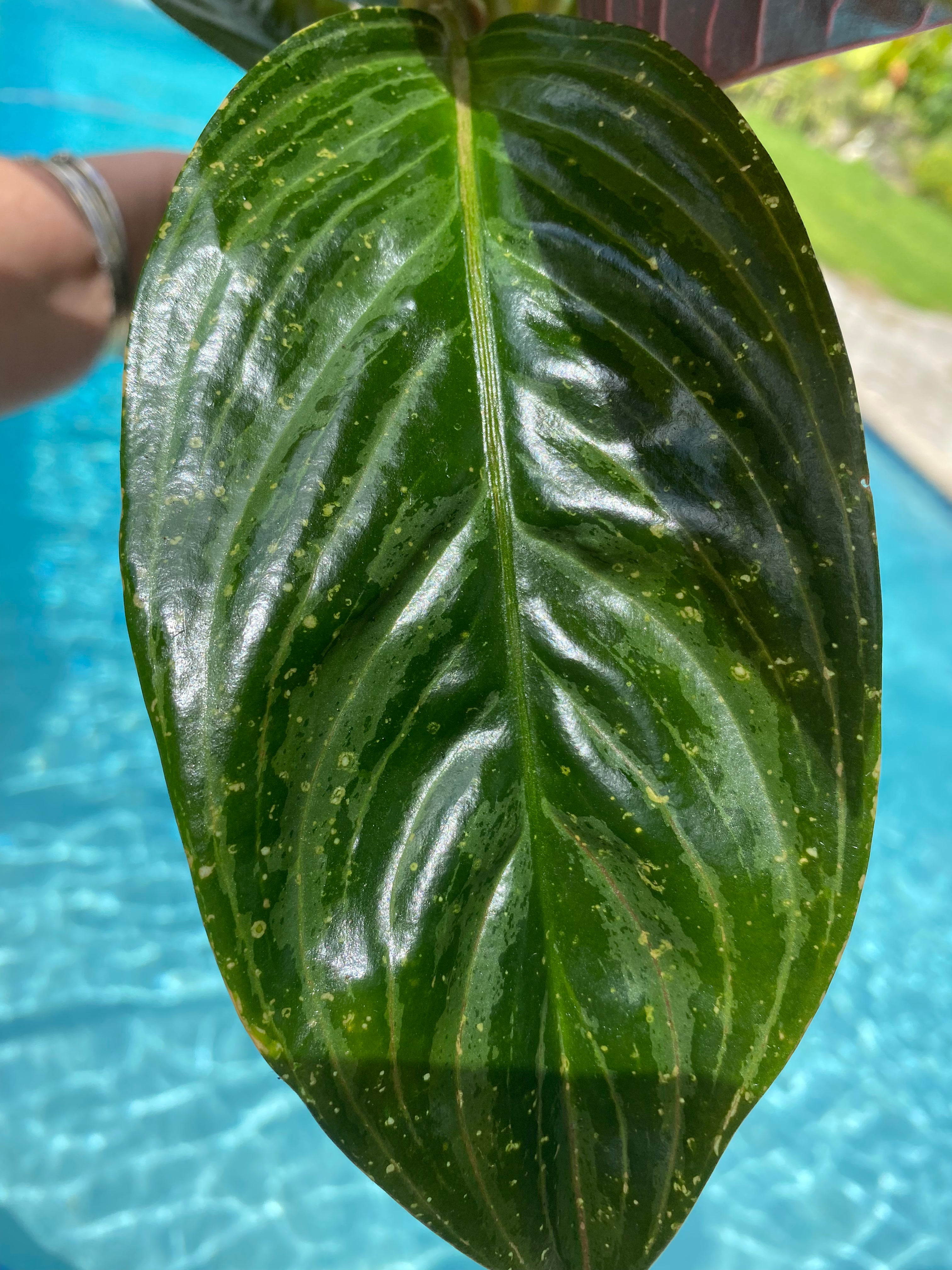 Aglaonema Chocolate, 5” pot