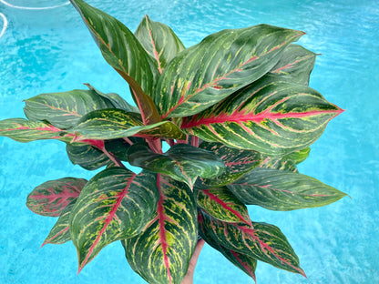 Aglaonema Rubi, 6&quot; pot