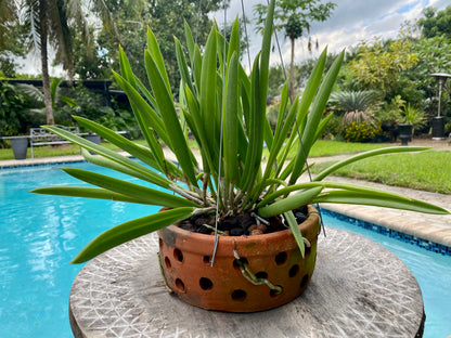 Brassavola nodosa in Thai orchid pot w/ hanger