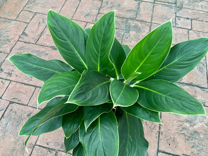 aglaonema green with white spots Aglaonema White Edge, 10" pot – Green Millennium
