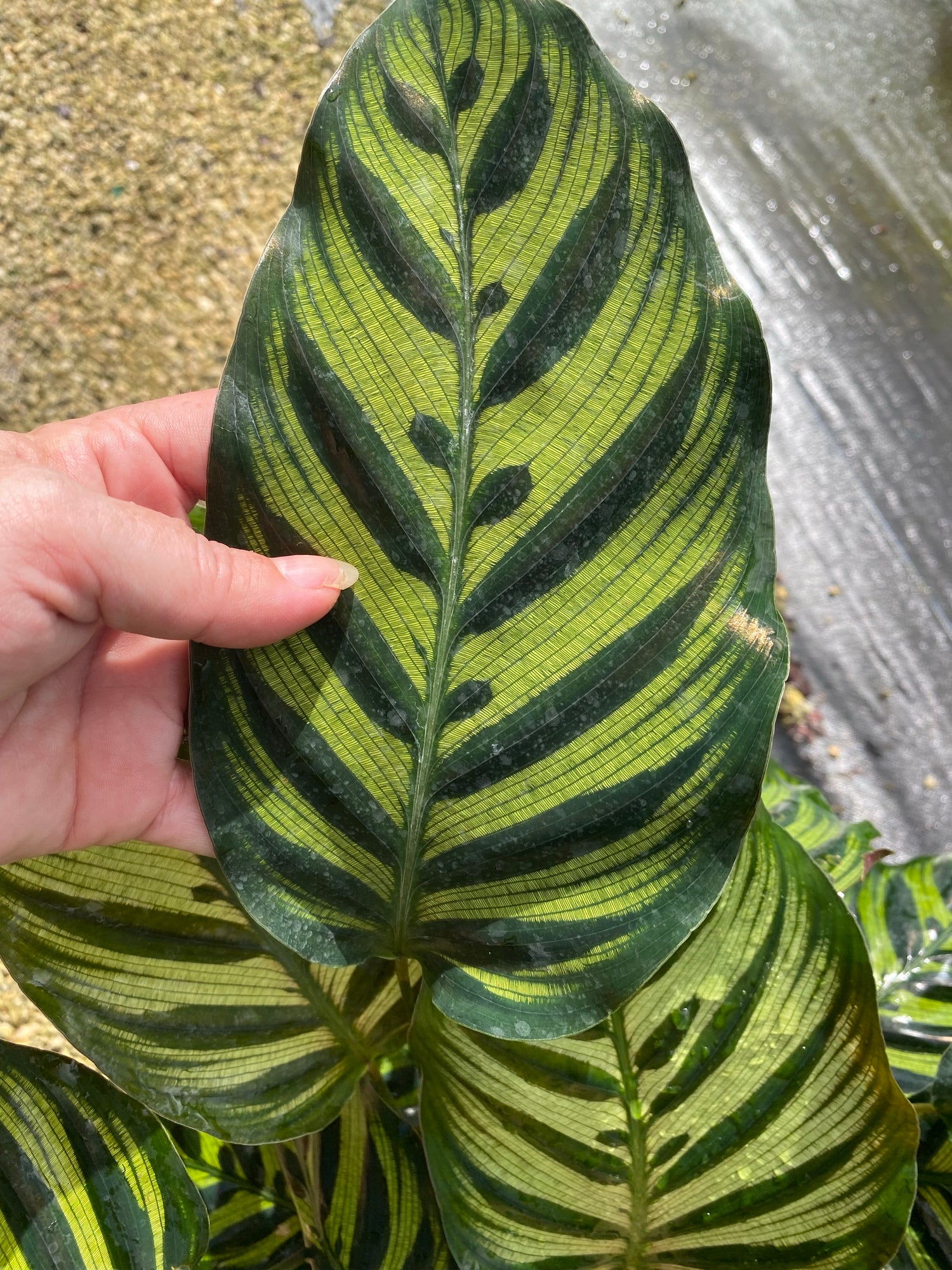 Calathea Makyoana, 8” pot