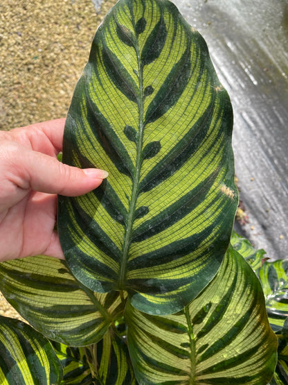 Calathea Makyoana, 8” pot
