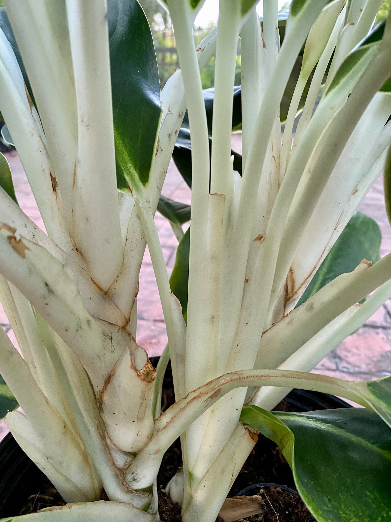 white edge aglaonema Aglaonema White Edge, 10" pot