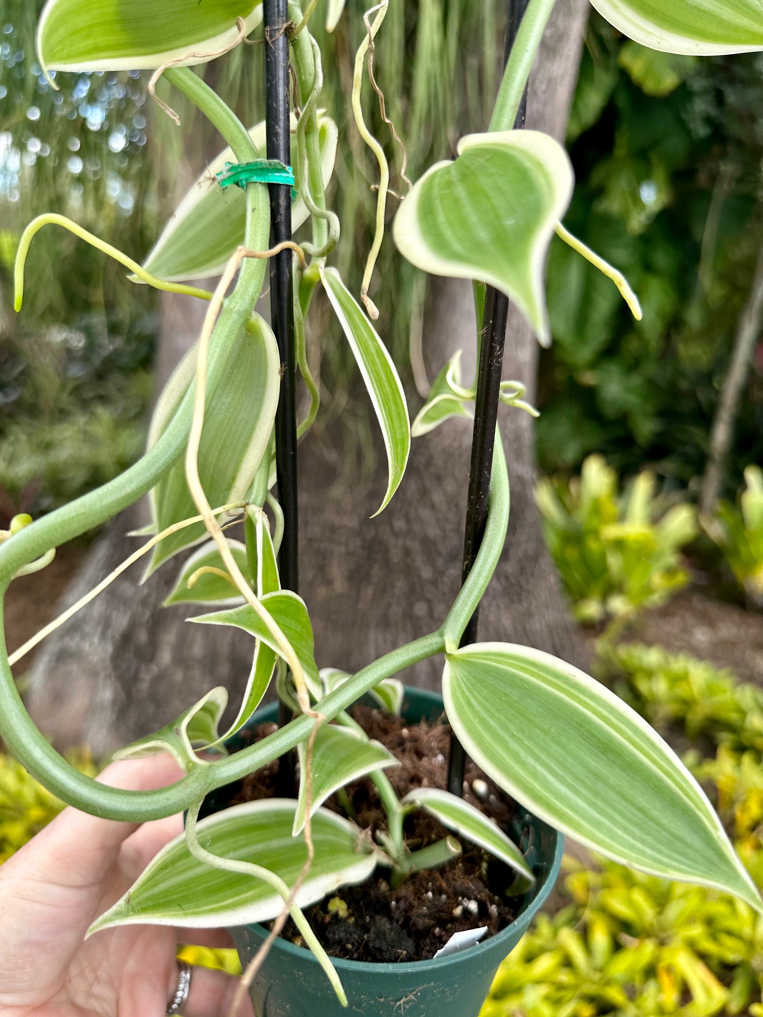 Albo-Variegated Vanilla, 4” pot