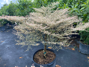 Variegated Terminalia Ivorensis, 25 G ONLY available in South Florida Delivery or Pick-Up