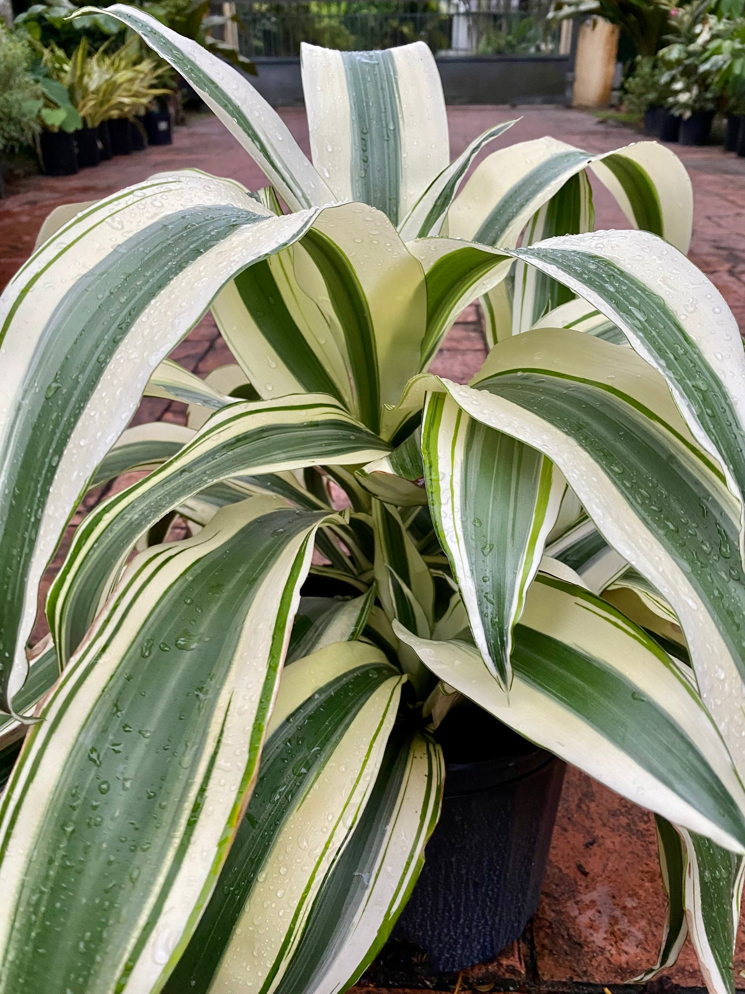 dracaena marginata white leaves Dracaena White Aspen, 10” pot – Green Millennium