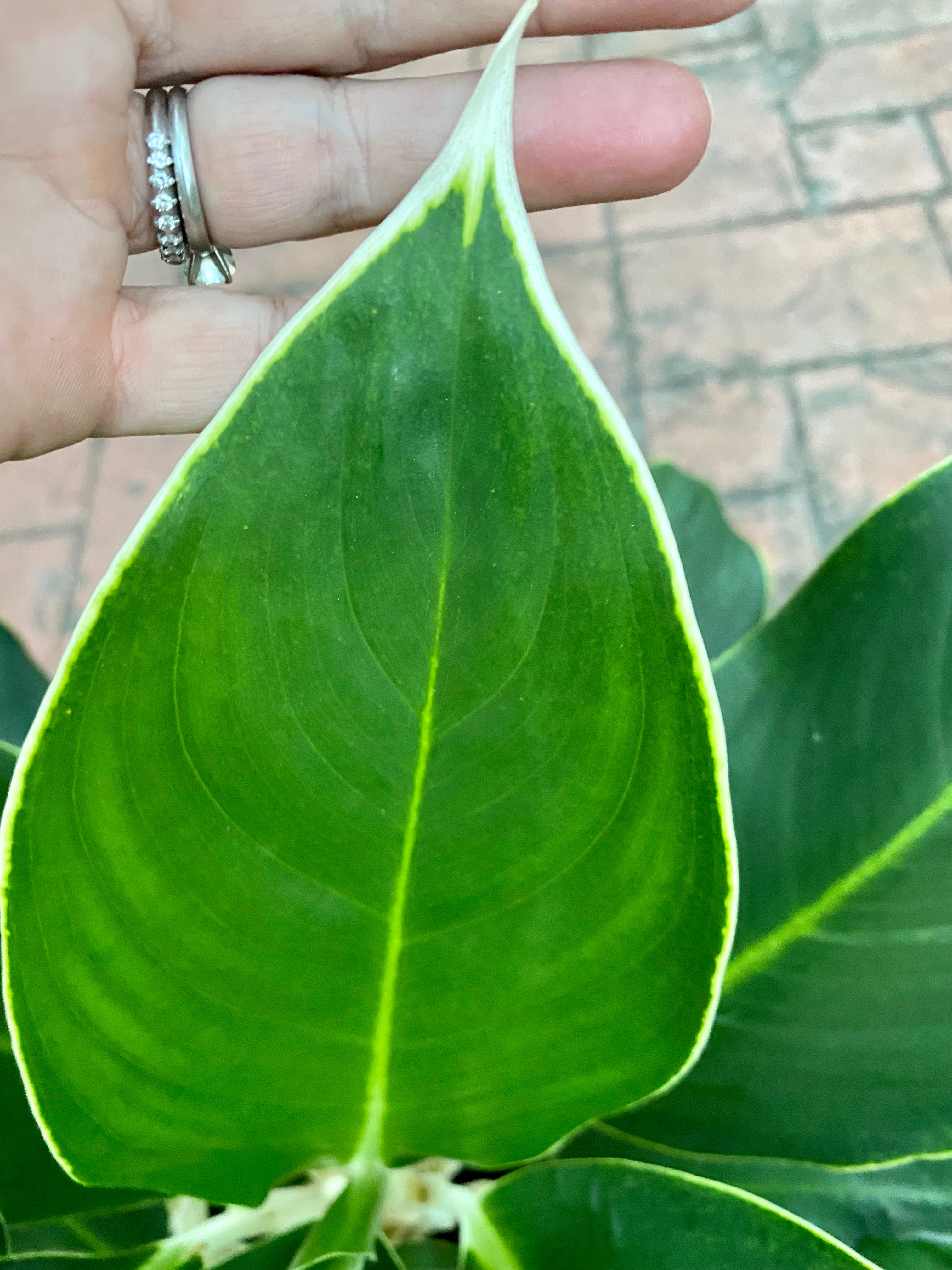 Aglaonema White Edge, 10&quot; pot