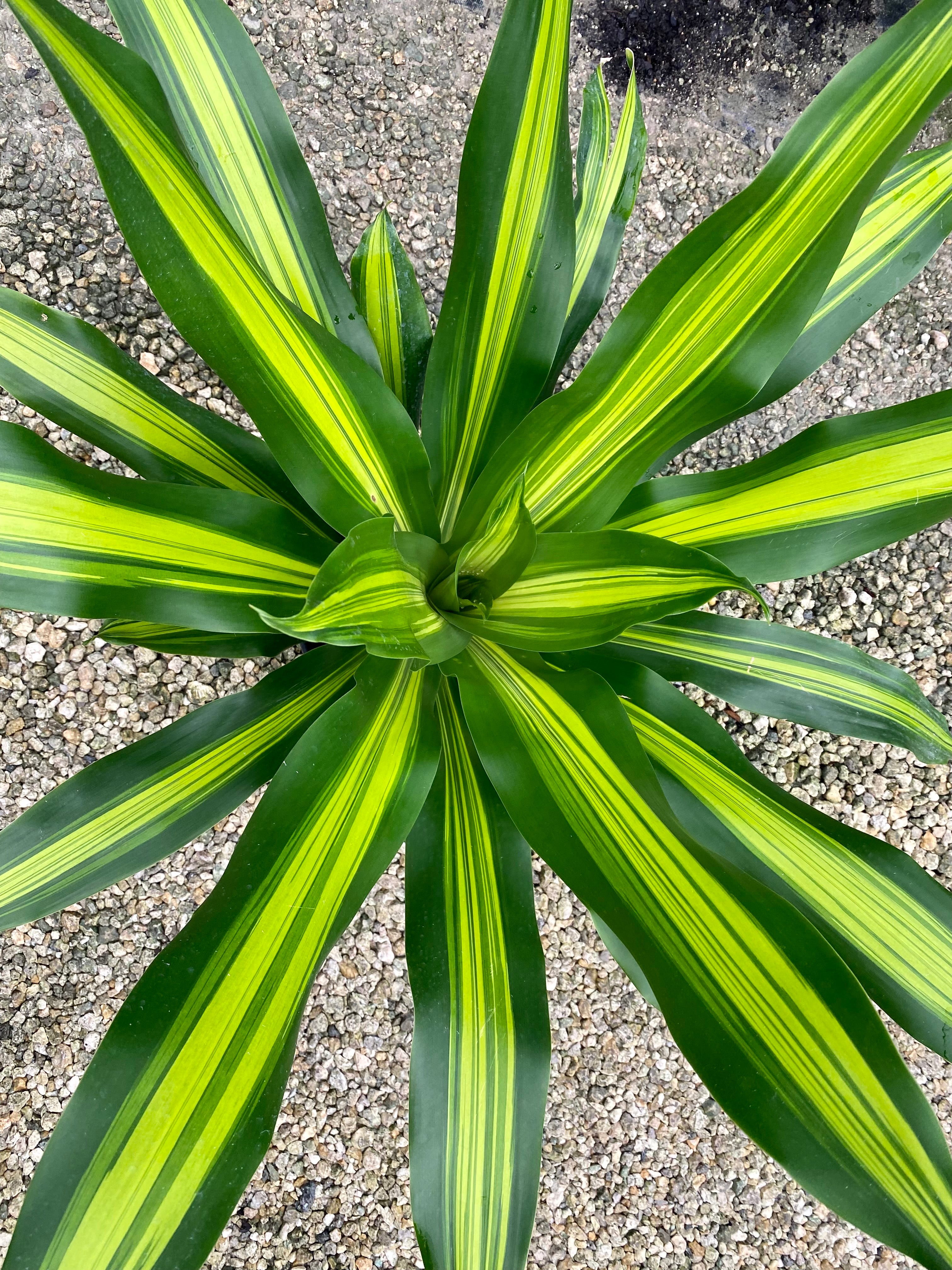 Green Millennium Dracaena Giganta