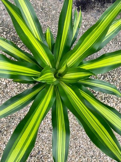 Dracaena Giganta, 10” pot