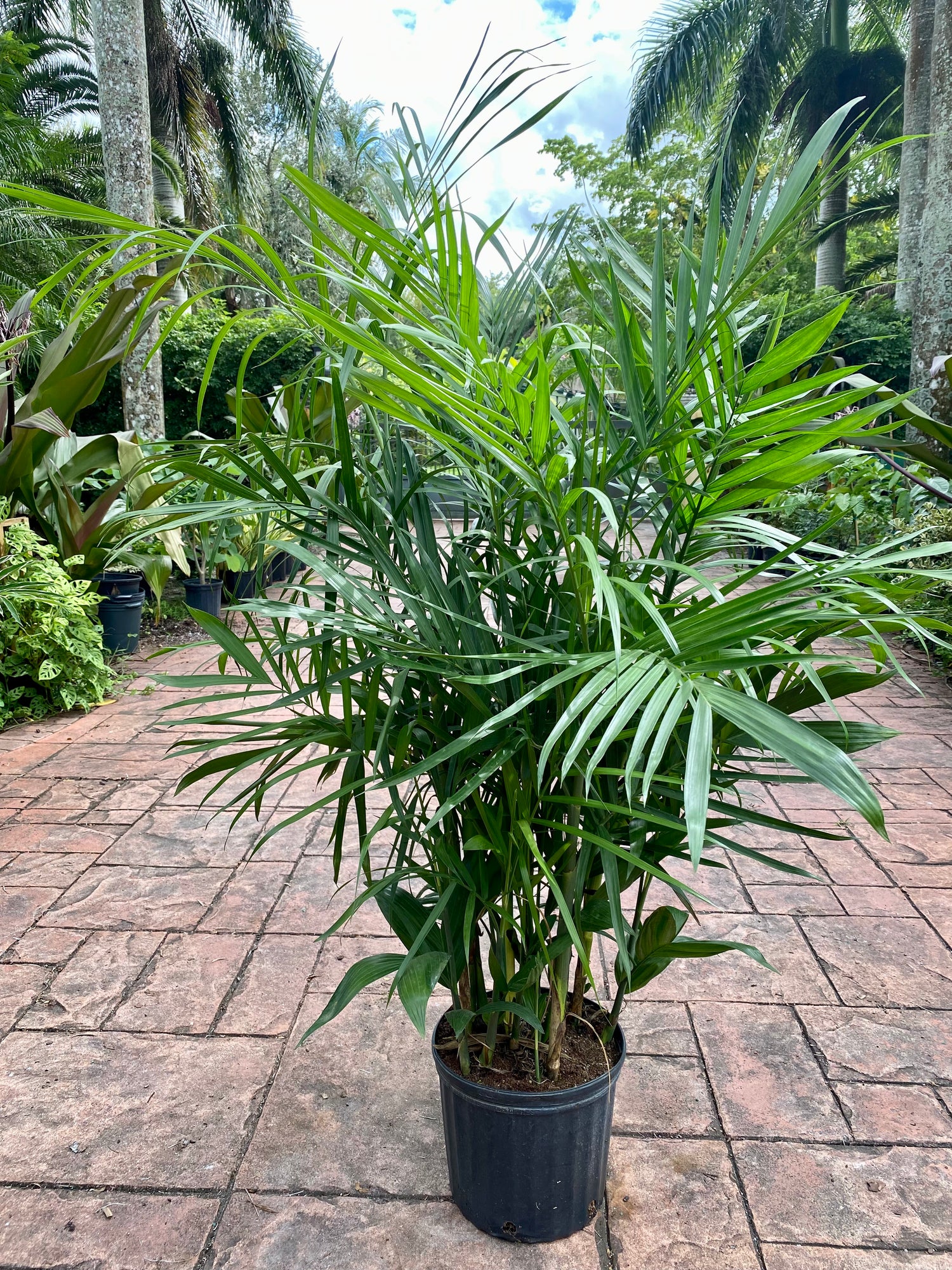 Bamboo palm, Chamaedorea seifrizii, 10” pot