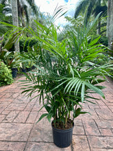 Load image into Gallery viewer, Bamboo palm, Chamaedorea seifrizii, 10” pot