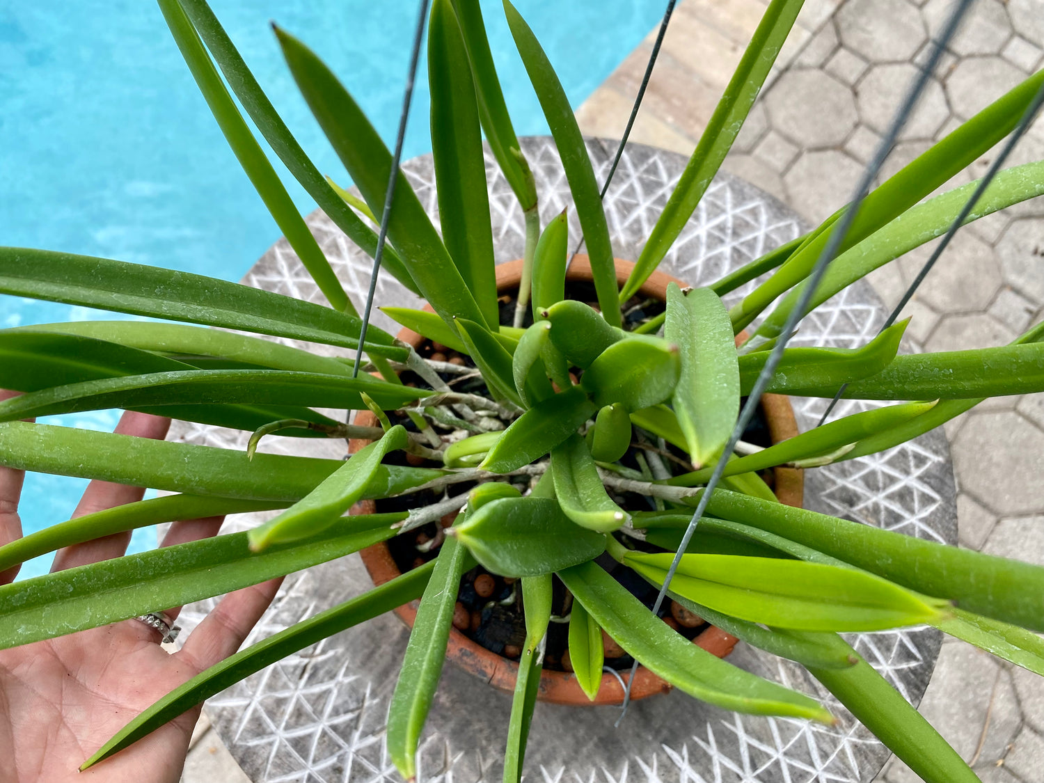 Brassavola nodosa in Thai orchid pot w/ hanger