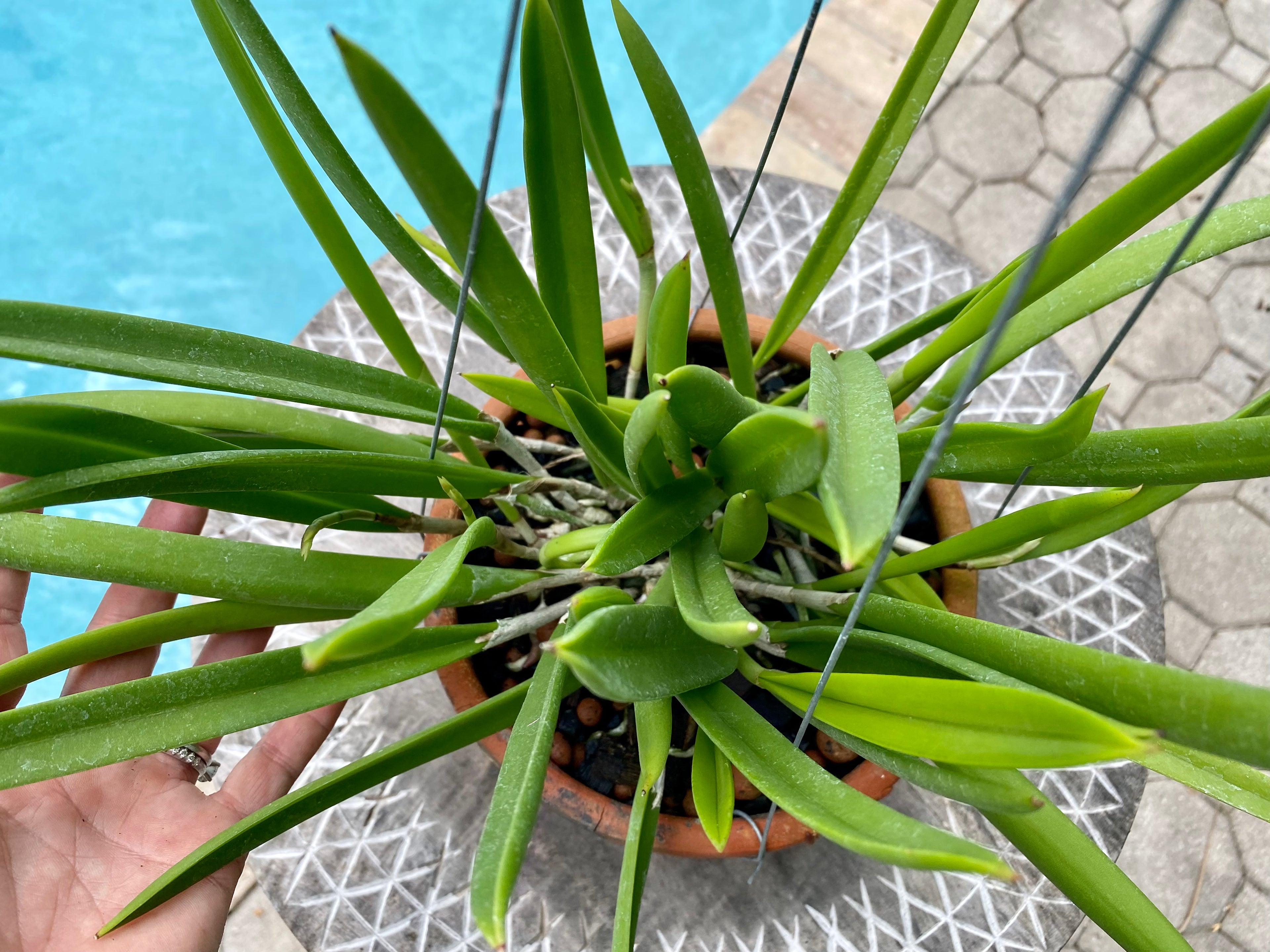 Brassavola nodosa in Thai orchid pot w/ hanger