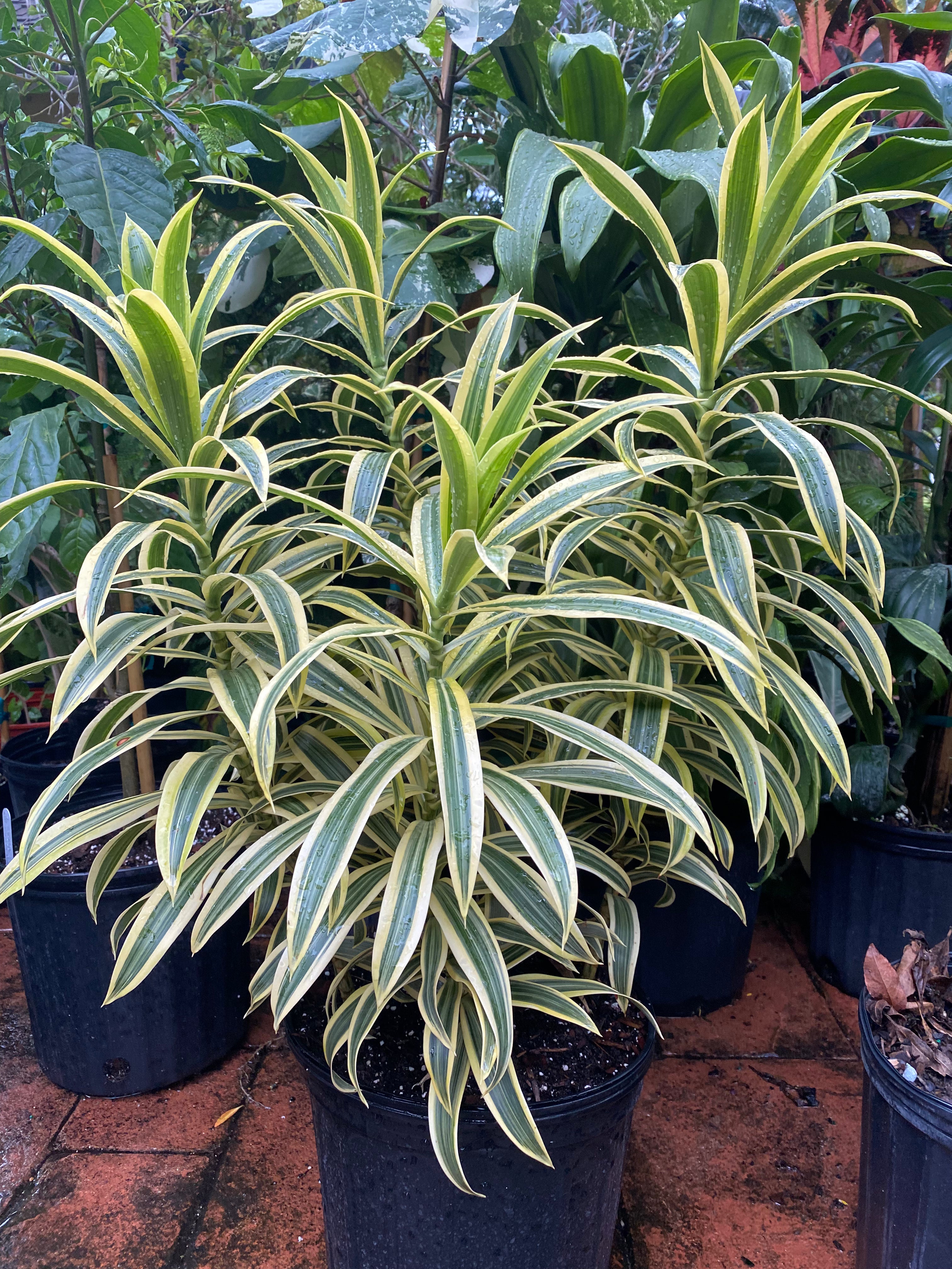 Dracaena Song of India, 8” pot