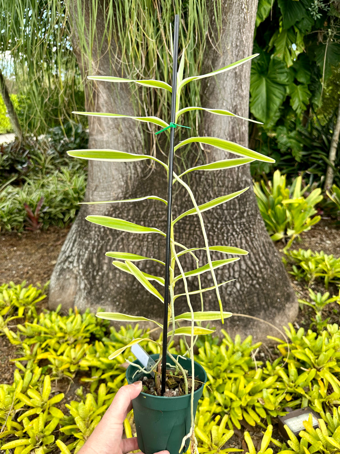 Arachnis Maggie Oei, 4” pot