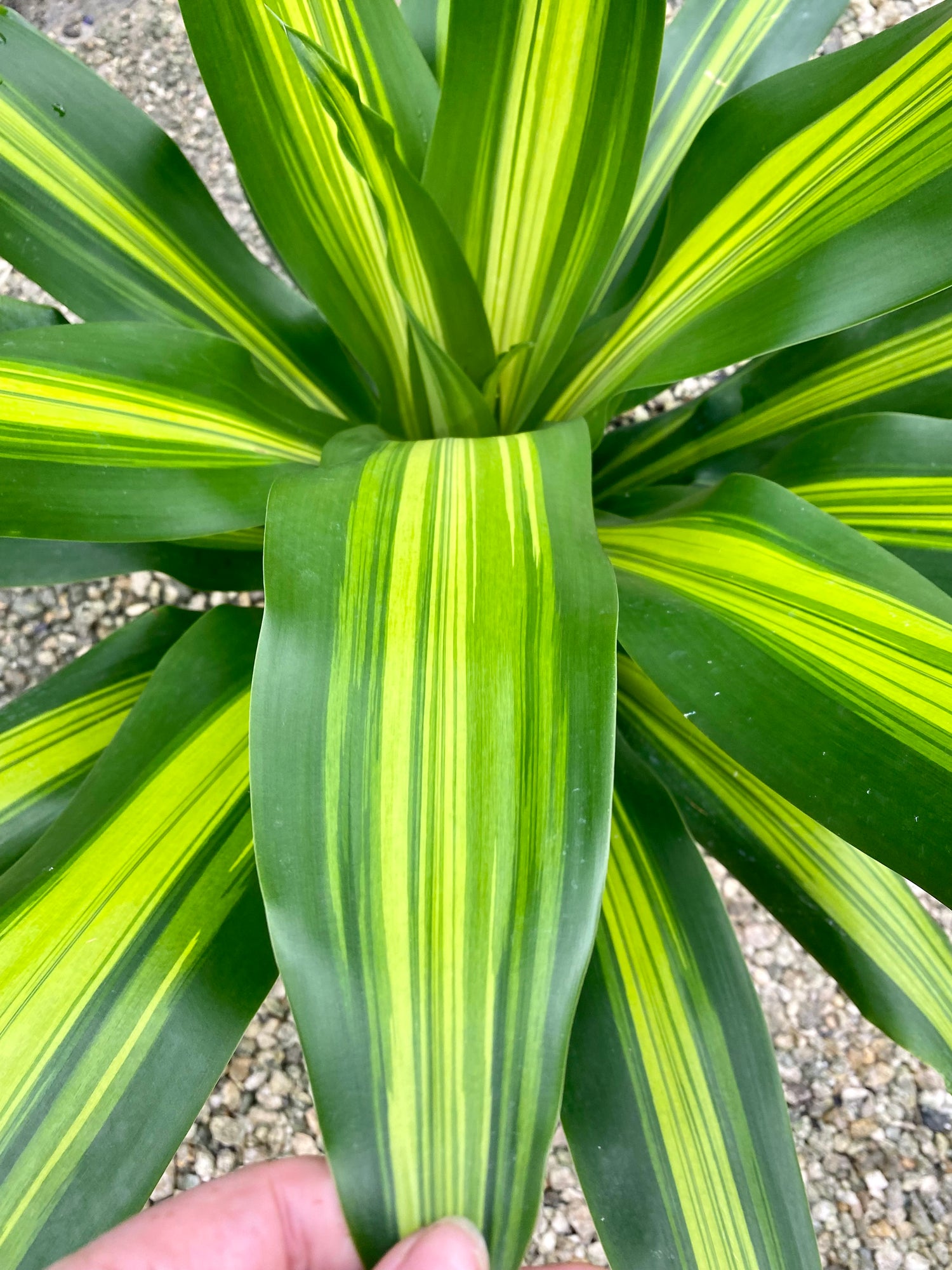 Dracaena Giganta, 10” pot