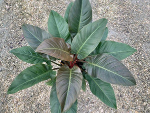 Philodendron Imperial Red, 10” pot