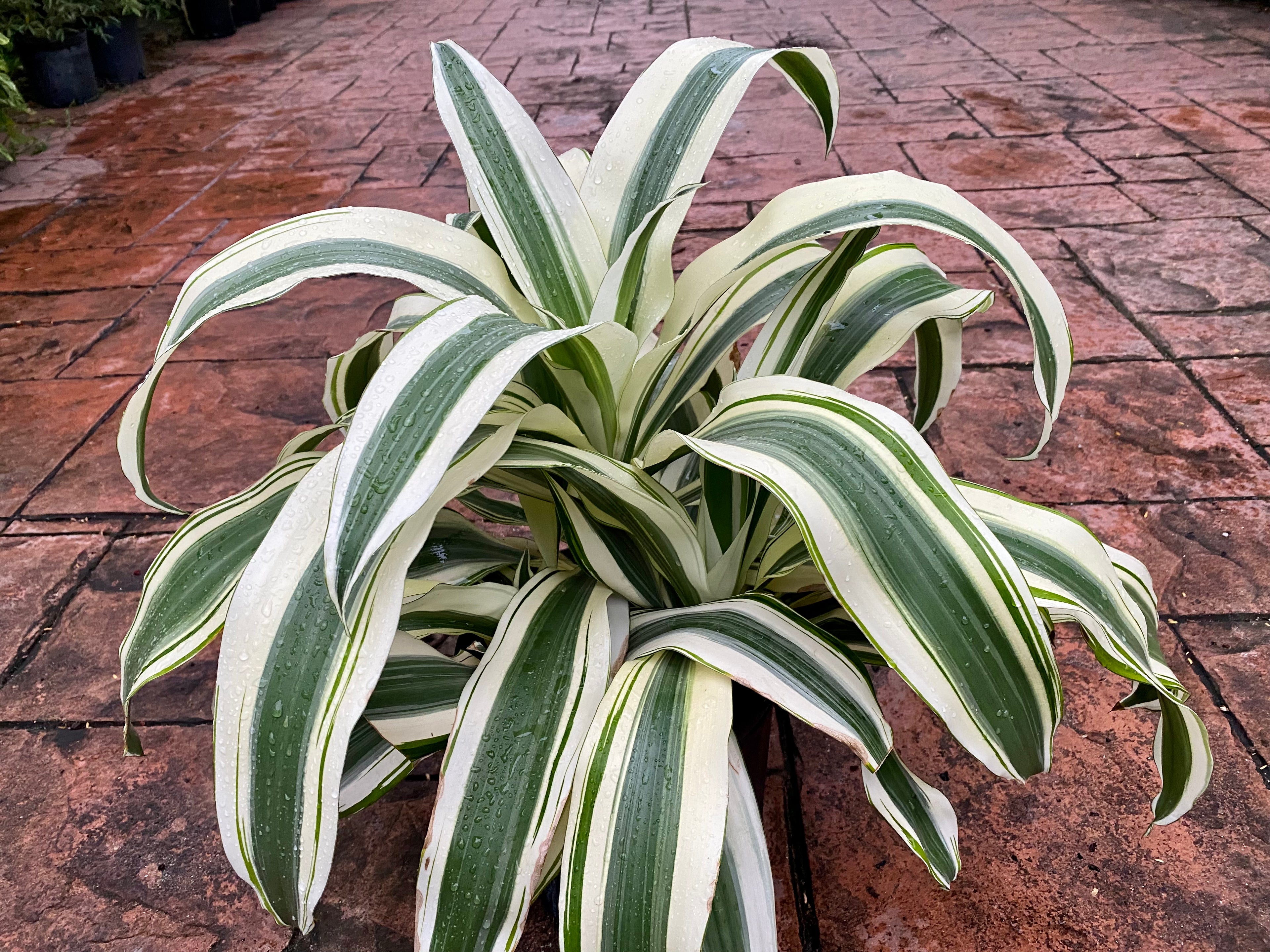 Dracaena White Aspen, 10” pot