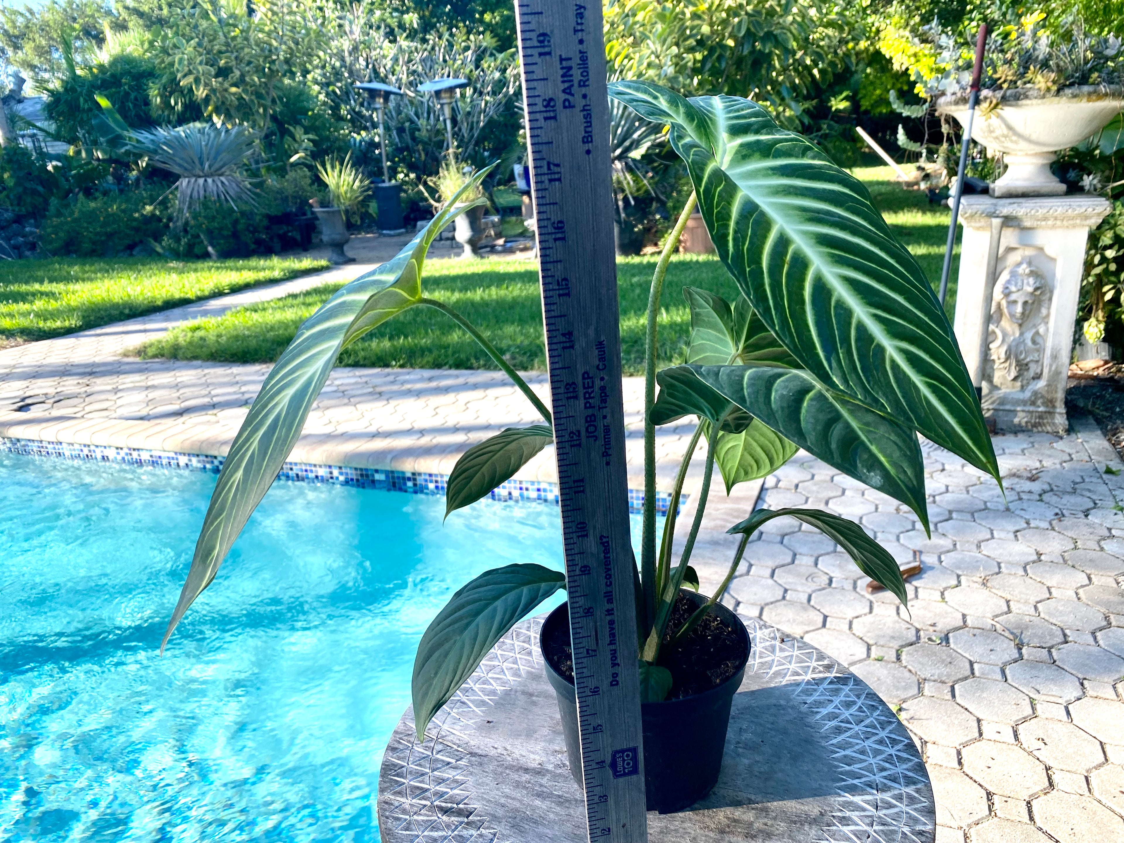 Xanthosoma Lindenii, Caladium Lindenii, 6” pot