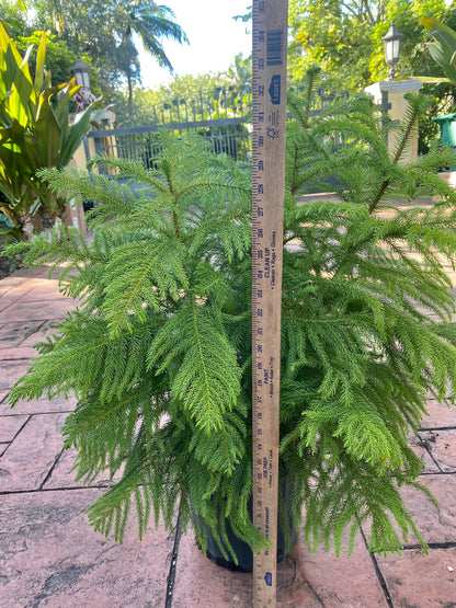 Norfolk Island pine, 10” pot
