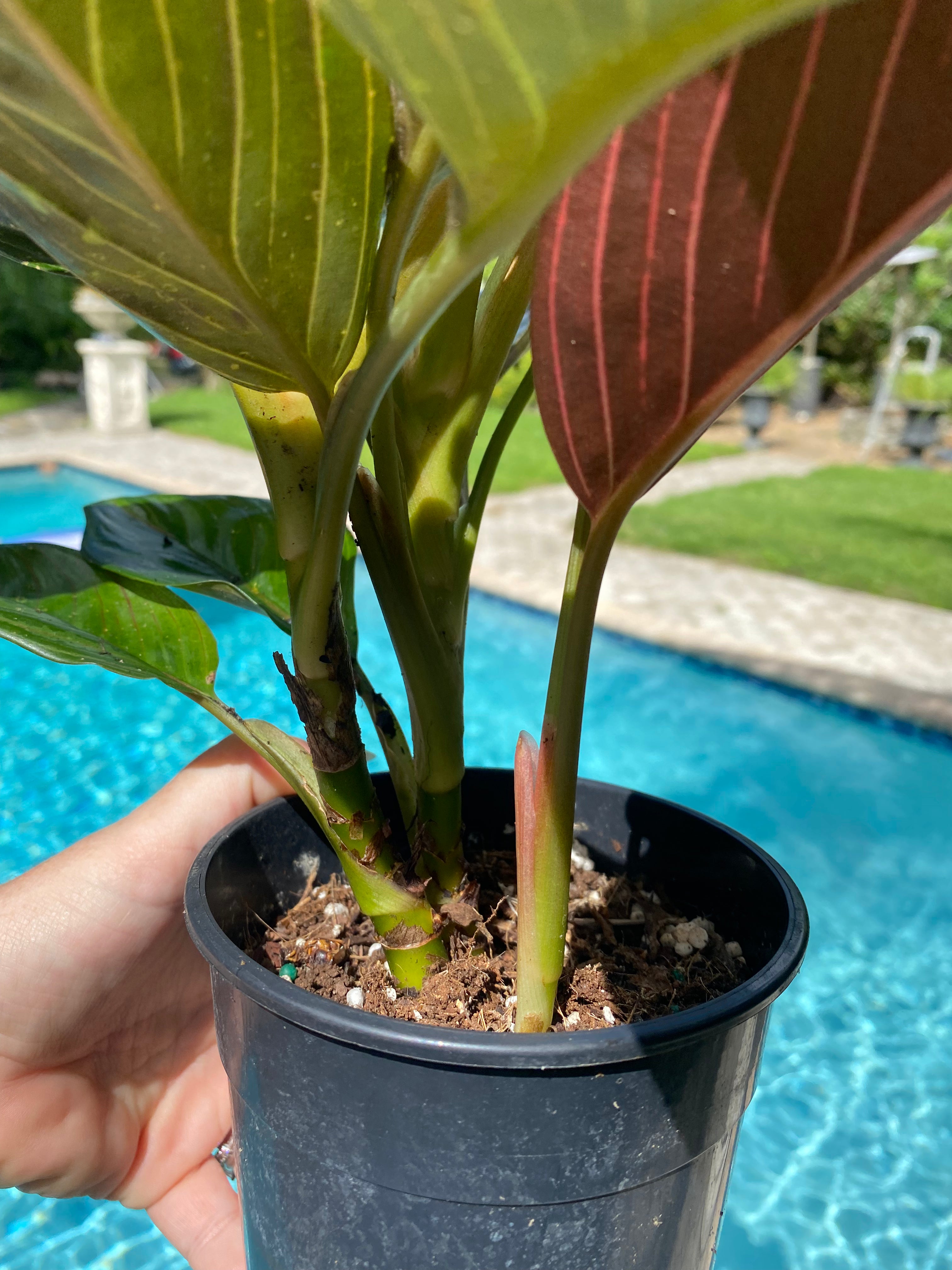 Aglaonema Chocolate, 5” pot