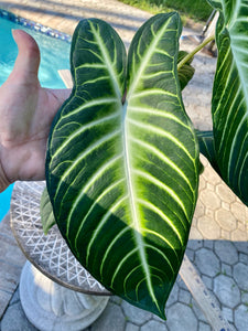 Xanthosoma Lindenii, Caladium Lindenii, 6” pot