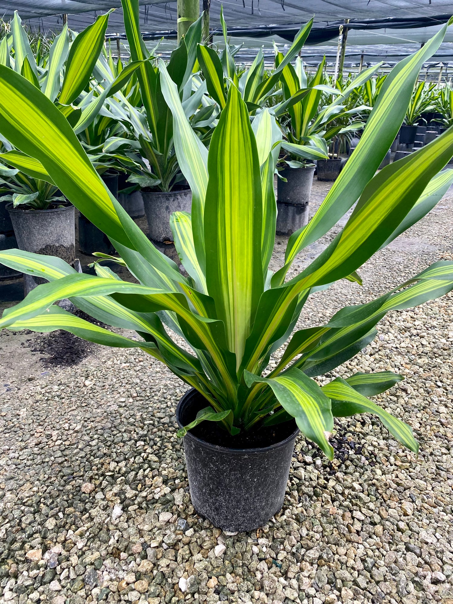 Dracaena Giganta, 10” pot
