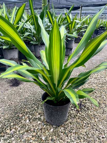 Dracaena Giganta, 10” pot